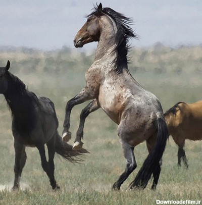 مجموعه دانلود عکس اسب های وحشی زیبا (جدید)