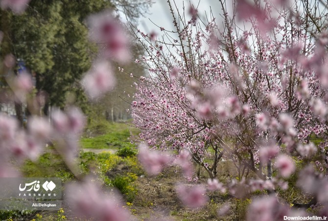 آخرین خبر | عکس/ شکوه بهاری در گلستان