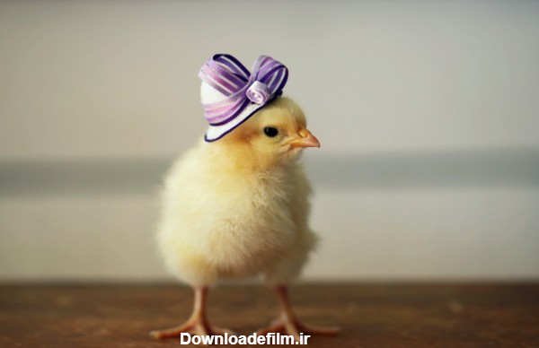 عکس 4K پروفایل و تصاویر جوجه مرغ های خوشگل و بامزه