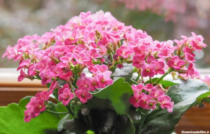 15 گیاه آپارتمانی گل‌دار زیبا که بهار را به خانه می‌آورند ...