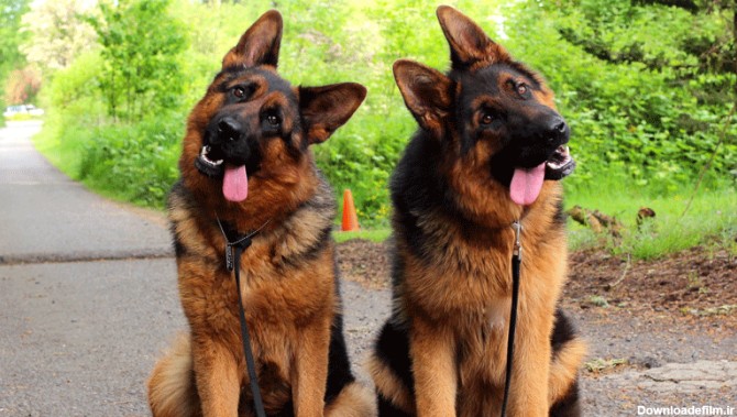 بالاترین: چرا سگ های ژرمن شپرد به عنوان سگ پلیس استفاده میشن؟