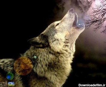 پوستر زوزه گرگ در جنگل howling wolf wallpaper