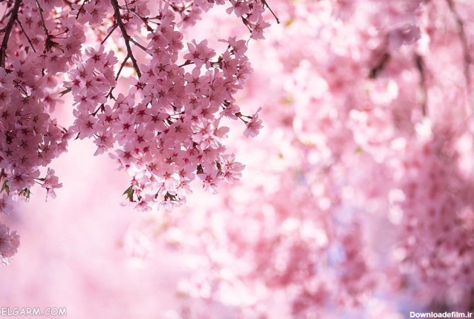 70 عکس زیبا و حیرت انگیز فصل بهار با کیفیت بالا