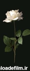 عکس گل رز سفید ⭐ [ ویژه ی پروفایل]