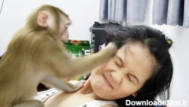 شیطنت های میمون بامزه