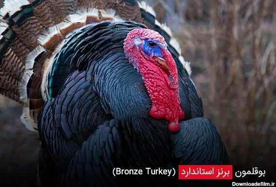 بوقلمون برنز استاندارد (Bronze Turkey) - چیکن دیوایس