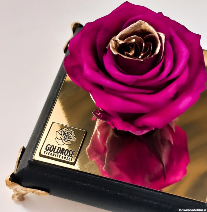 قیمت و خرید گل رز جاودان گلد رز مدل 178 سرخابی طلایی + مشخصات | پیندو
