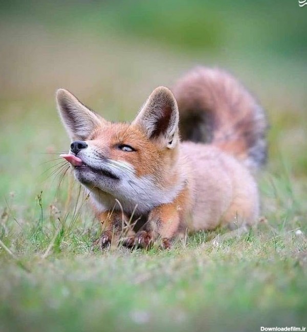 عکس بچه روباه واقعی
