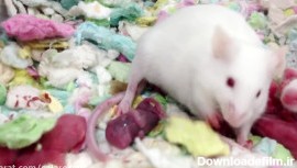 زایمان موش ماده | و خوردن نوزاد موش توسط موش پدر | با کیفیت SUPER FULL HD