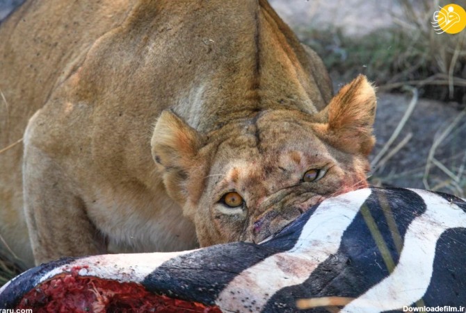 فرارو | تصاویری ترسناک از سر یک شیر در بدن گورخر!