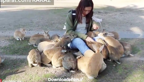 دوستی دختر با خرگوش ها غذا دادن به خرگوش ها