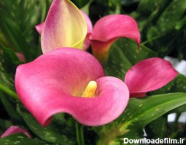 پرورش و نگهداری گل شیپوری