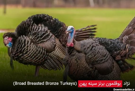 نژاد بوقلمون برنز سینه پهن (Broad Breasted Bronze Turkeys) - چیکن دیوایس