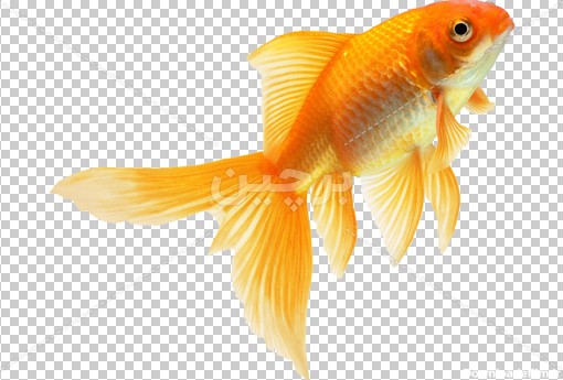 Borchin-ir-Gold fish quality large PNG photo_04 دانلود طرح لایه باز ماهی قرمز عید۲