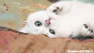 تصویر با کیفیت گربه سفید همراه با گربه خانگی و حیوان خانگی