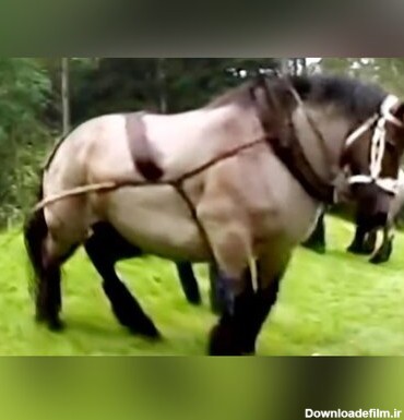 عکس) عجیب‌ترین اسب دنیا، سنگین‌تر از یک ماشین!