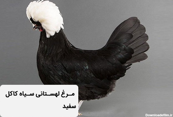 مرغ لهستانی سیاه کاکل سفید