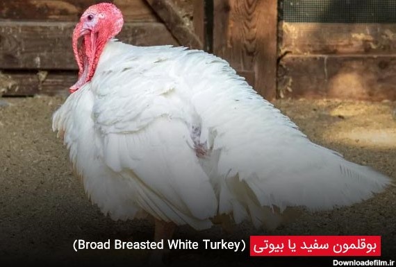 بوقلمون سفید یا بیوتی (Broad Breasted White Turkey) - چیکن دیوایس