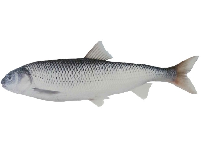 ماهی سفید دریای خزر - مستندات فقهی