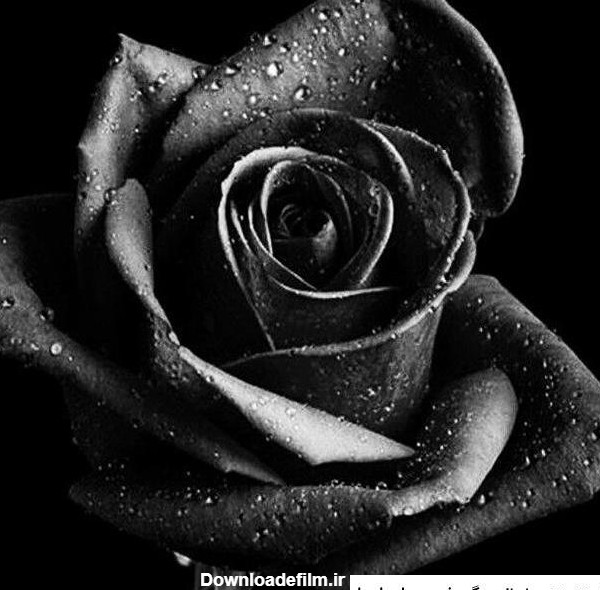 عکس سیاه و سفید گل ❤️ [ بهترین تصاویر ]