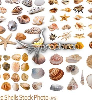 دانلود تصاویر استوک انواع صدف دریایی Seashells Stock Photo