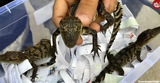 عکس) کشف 3 بچه تمساح کمیاب در خانه ای در ترکیه | فرادید | پلیکان