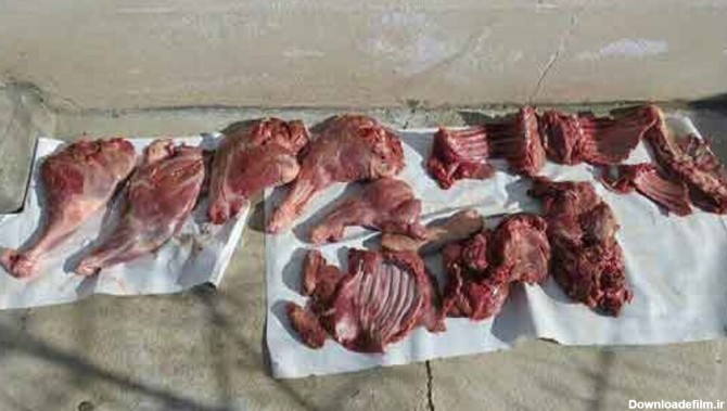 3 تن گوشت گراز و خوک در شمال تهران کشف شد!