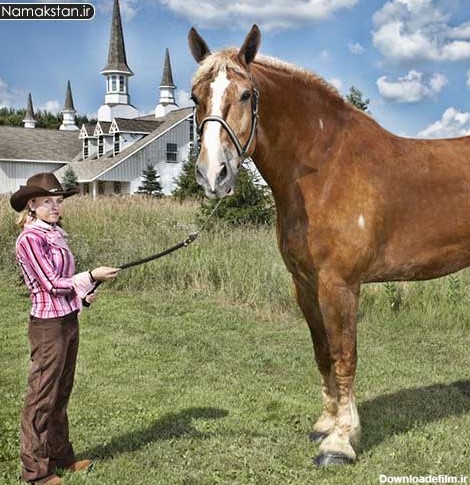 عکس های خفن رکوردهای گینس | رکورد گینس بزرگترین اسب زنده - وبلاگ شاهین