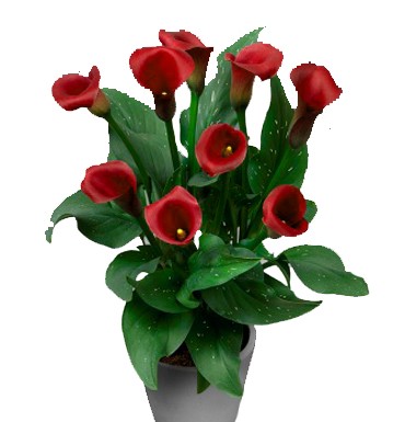 پیاز گل شیپوری هلندی قرمز