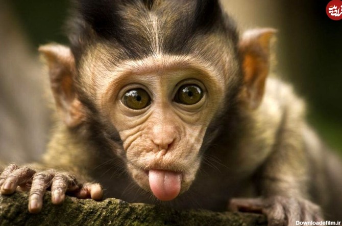 (ویدیو) شگرد جدید میمون های بالی برای سیرکردن شکم؛ تبادل موبایل غنیمت گرفته شده با خوراکی