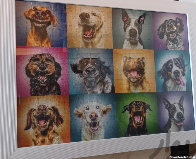 پازل ۱۰۰۰ تکه پرتره سگ های بامزه|تابلو، نقاشی و عکس|تهران, باغ فیض|دیوار