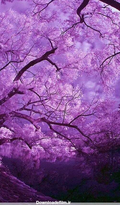 درختی با شکوفه های بنفش. - عکس ویسگون