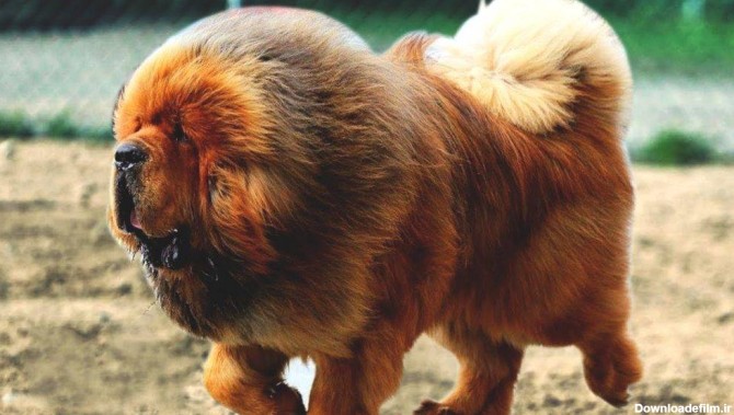 سگ ماستیف تبتی | سایت پامرانین