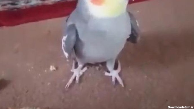 کلیپ ویدیو این پرنده سخنگو زیبا/یدونه پسر دارم من خخخخخ - فیلو