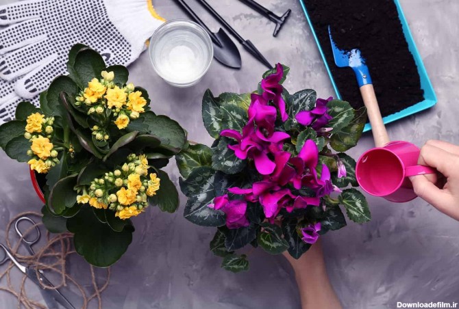 انواع گل ها و گیاهان آپارتمانی گلدار با اسم و تصویر |گل بازار