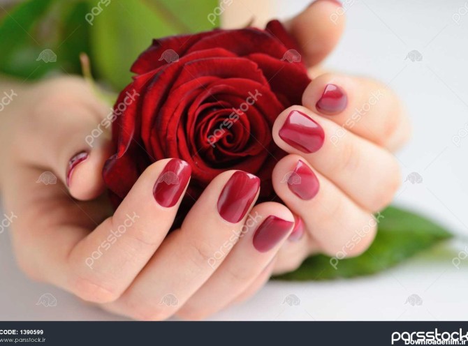 دست از یک زن با مانیکور قرمز تیره با گل رز قرمز در پس زمینه سفید ...