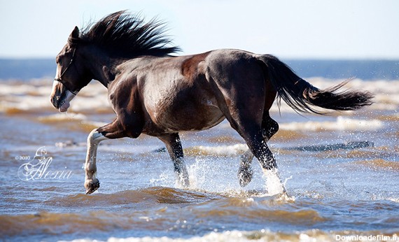 تصاویر اسب های وحشی زیبا در طبیعت
