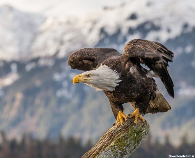 ۱۰ زیباترین و شجاع ترین گونه عقاب در جهان که شما را شگفت زده می ...
