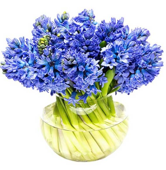عکس پروفایل گل سنبل آبی