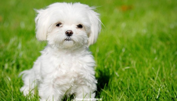 دانلود عکس سگ نژاد مالتیز با چشم های زیبا و درشت