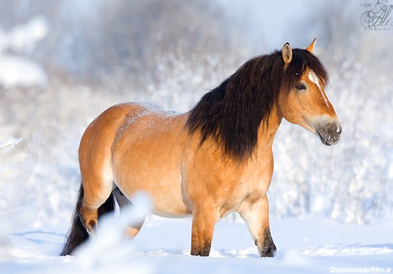 تصاویر اسب های وحشی در طبیعت