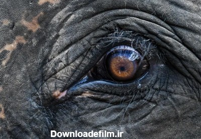 چشم یک فیل از نمای نزدیک + عکس | بهداشت نیوز