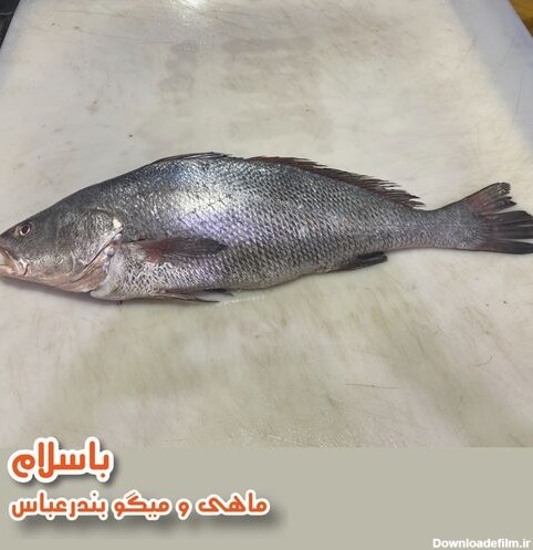 خرید و قیمت ماهی میش تازه و صید روز بندرعباس (1 کیلوگرم) از غرفه ...