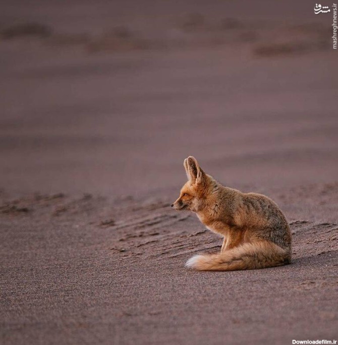 عکس تصویری زیبا از کوچکترین روباه ایران - جهان نيوز