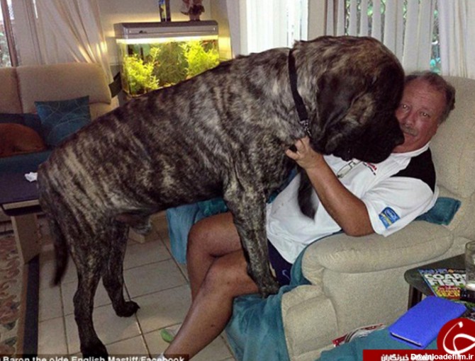 بزرگ‌ترین سگ دنیا را ببینید +تصاویر