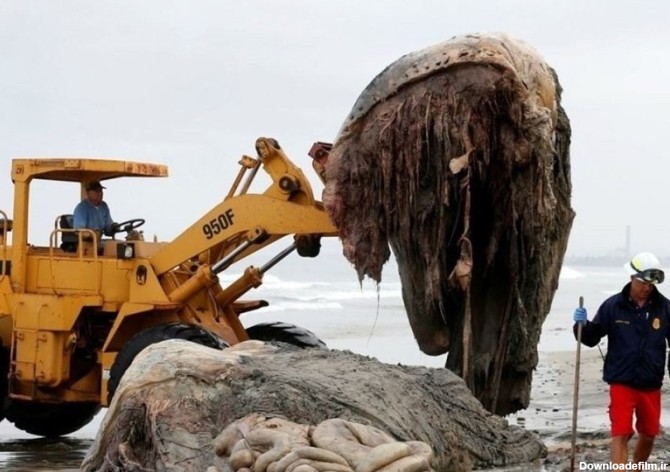 موجودی عجیب با ظاهری ترسناک و بدون صورت در ساحل روسیه/ عکس - خبرآنلاین