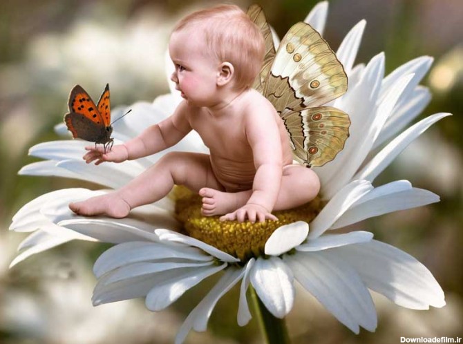 دانلود تصویر باکیفیت نوزاد با بال پروانه نشسته بر روی گل