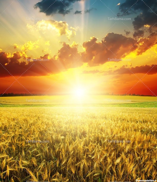 تصویر با کیفیت مزرعه گندم هنگام غروب خورشید