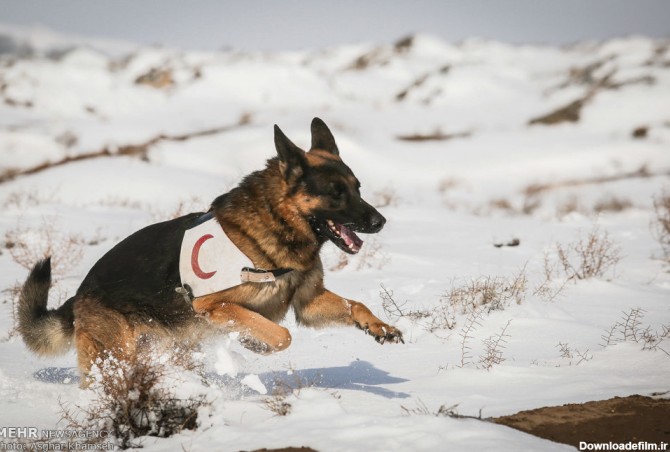 آموزش سگ های زنده یاب امداد و نجات - اسلايد تصاوير - عکس شماره 1 ...