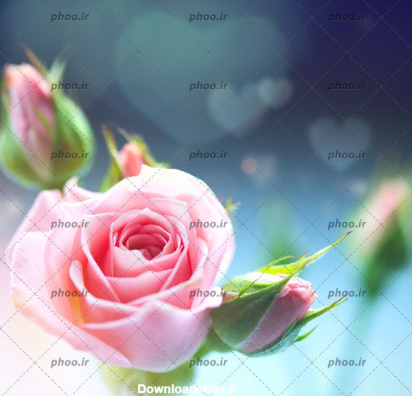 عکس با کیفیت دو غنچه و یک گل رز صورتی در کنار یکدیگر و در پس زمینه ...